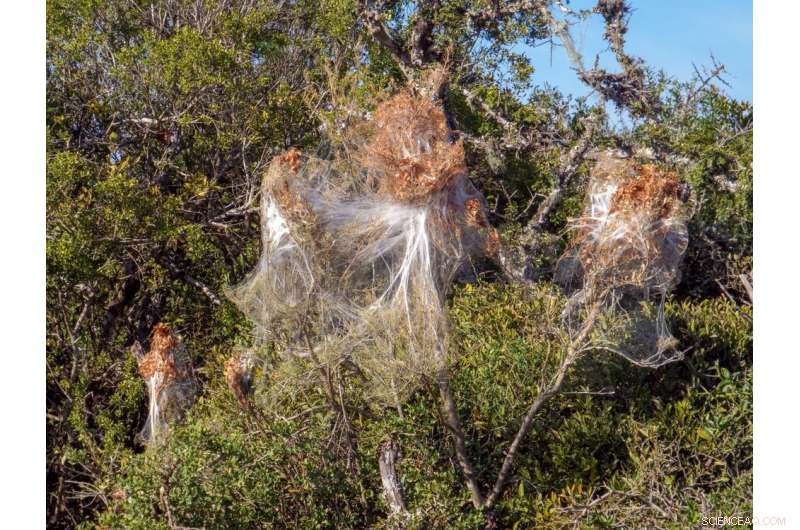 How Social Animals Inspire Next-Gen Robot Swarms