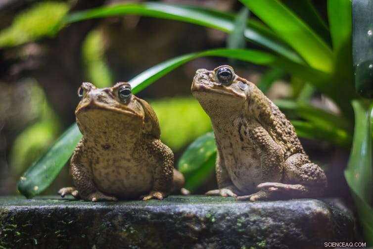 How Social Animals Inspire Next-Gen Robot Swarms