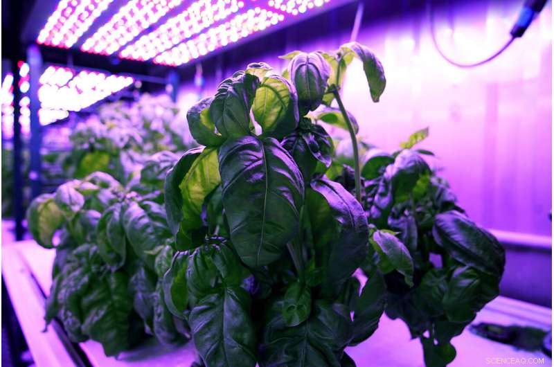 Using Machine Learning to Optimize Plant Growing Conditions for Enhanced Taste and Quality