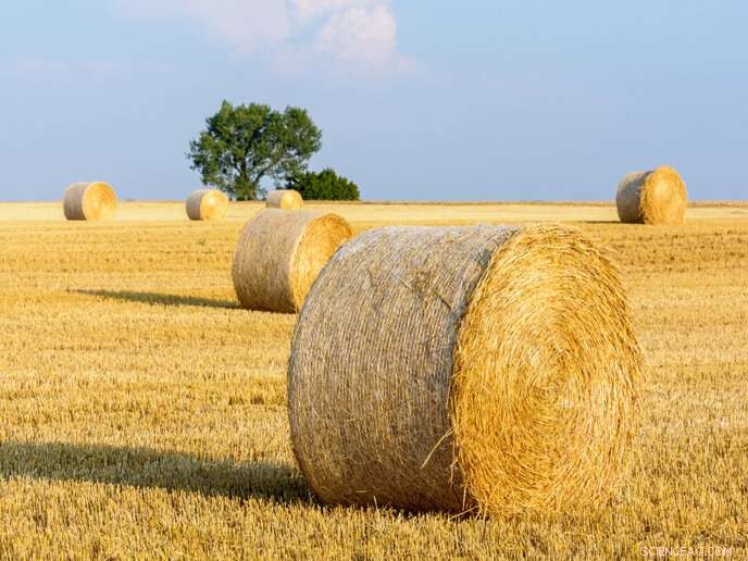 Transforming Wheat Straw Waste into Valuable Green Chemicals