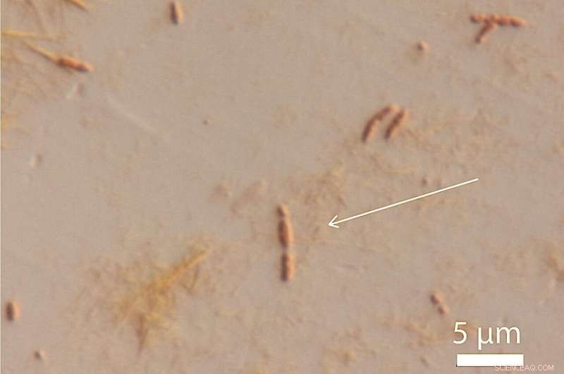 Bacterial Solution to Prevent Deicer‑Induced Road Degradation