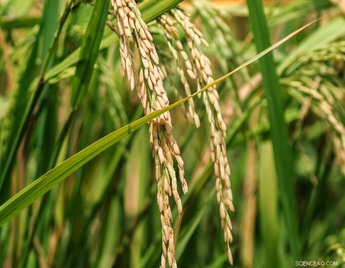 Smart Technology Empowers African Farmers