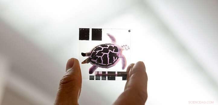KAUST s Inkjet Printing Breakthrough Enables Large‑Scale, High‑Efficiency Organic Solar Cells