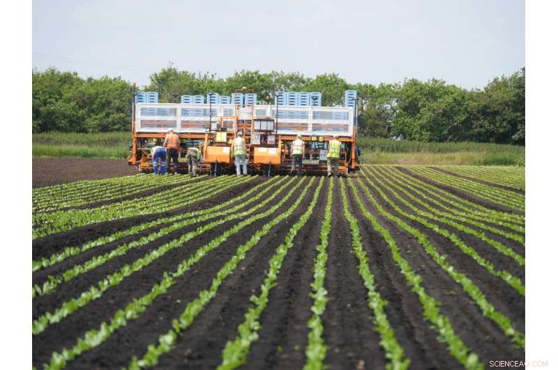 Lettuce Yield Boost: Machine Learning Optimizes Crop Performance
