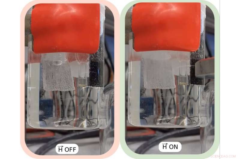 Magnetism: A Surprising Driver of the Hydrogen Economy