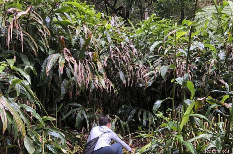 Advanced Technology Simplifies Wilderness Search for Missing Persons