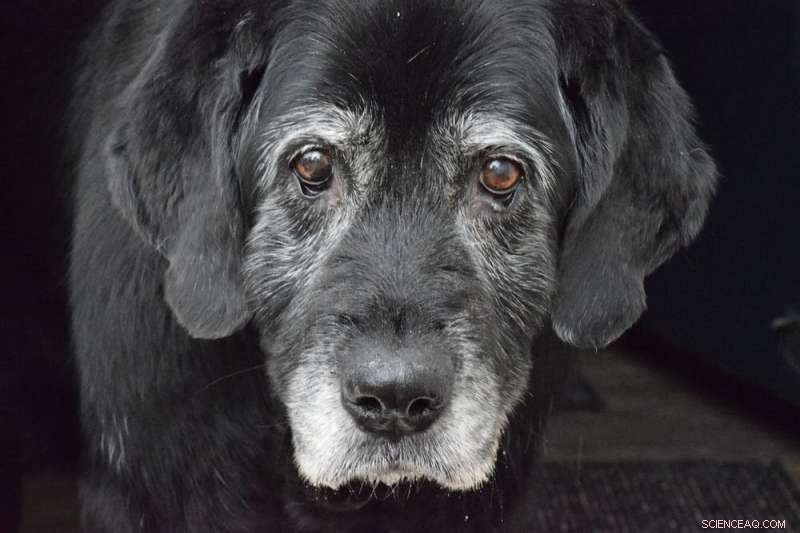 Will Libra Accelerate Facebook’s Decline? An In-Depth Analysis