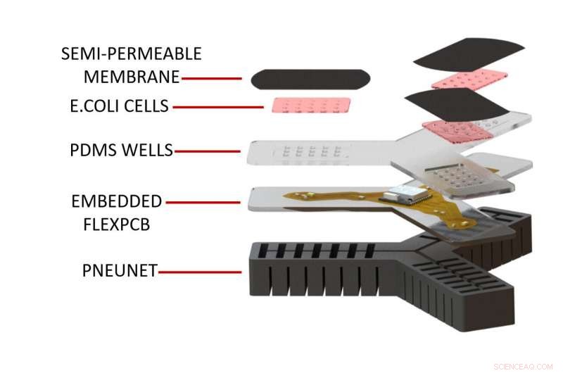 Engineered Bacteria Enable Robot Arm to Taste Chemicals for Precise Gripping