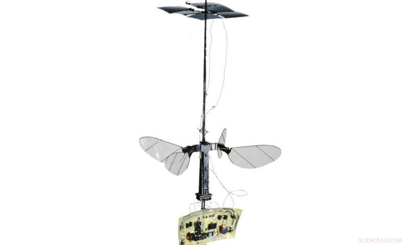 RoboBee Soars Solo: First Untethered Flight Achieved After Power Cord Removal