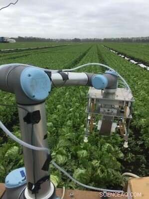 Machine‑Learning‑Driven Robot Harvests Iceberg Lettuce with Precision