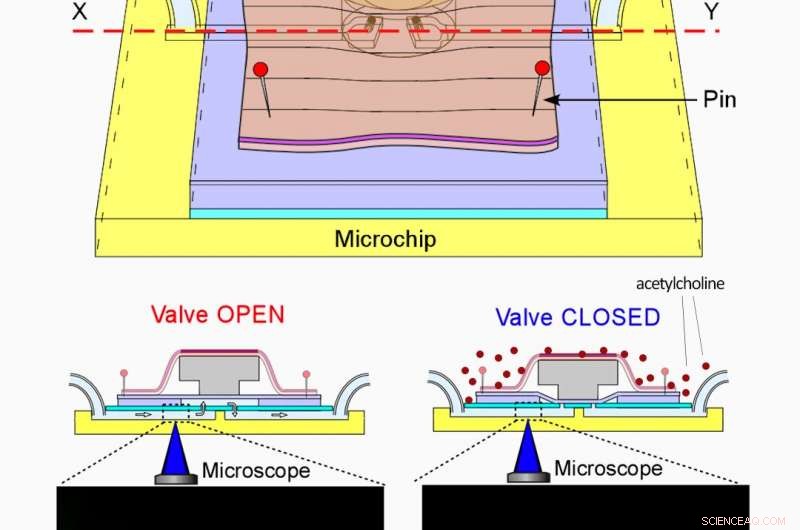 Precision Actuation: Bio‑Inspired Microchip Valve Powered by Earthworm Muscle
