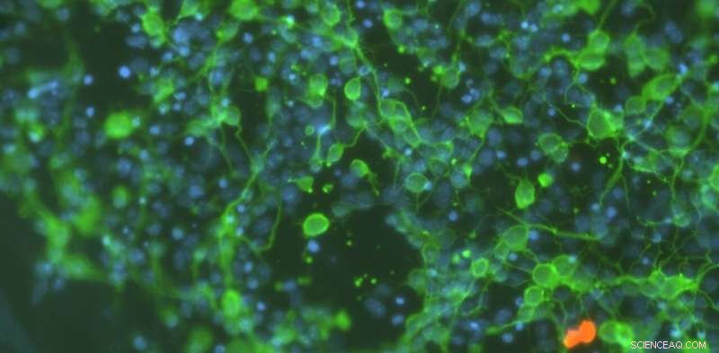 Neuroscience & AI: A Symbiotic Relationship for Mutual Advancement