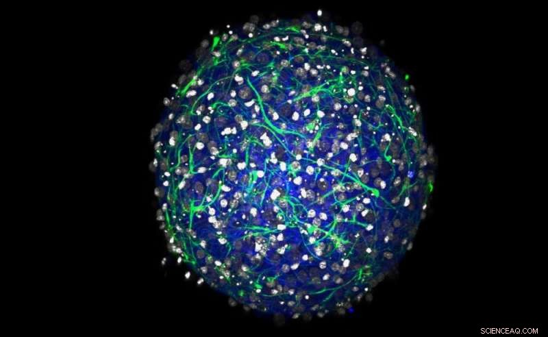 Neuroscience & AI: A Symbiotic Relationship for Mutual Advancement