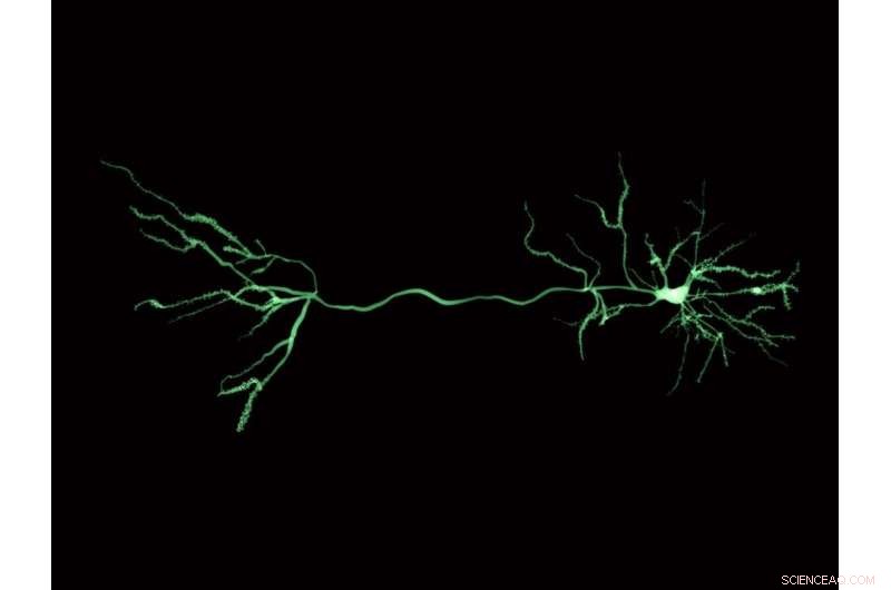 Neuroscience & AI: A Symbiotic Relationship for Mutual Advancement