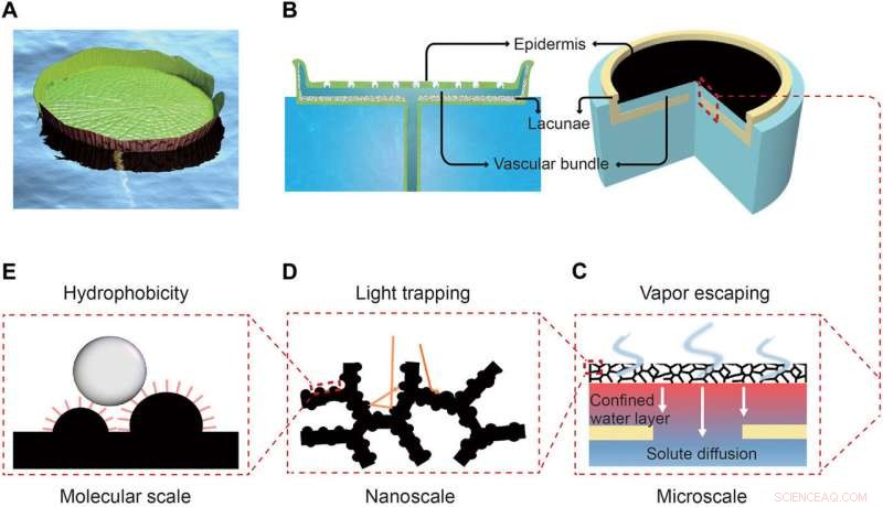 Water‑Lily Inspired Hierarchical Design Boosts Solar Evaporation of High‑Salinity Brine