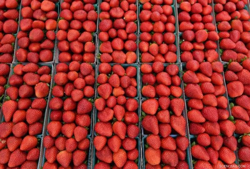 Revolutionizing Culinary Arts: How AI Enhances Food Quality and Pairings