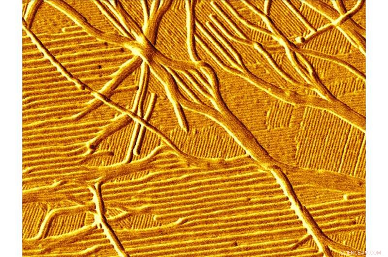 Engineering Next‑Gen Computers with Biological Membrane Structures and a Surprising Ingredient