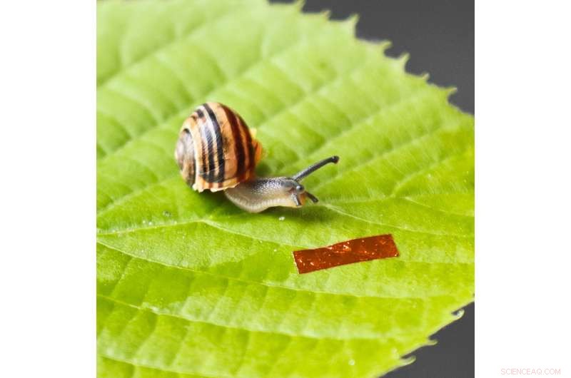 Light-Powered Snail-Inspired Robot Demonstrates Liquid Crystal Elastomer Technology