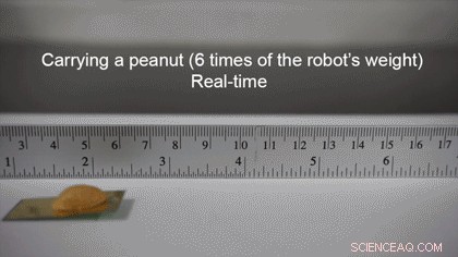 UC Berkeley Unveils Cockroach‑Inspired Robot That Runs Like a Bug and Withstands Human Weight