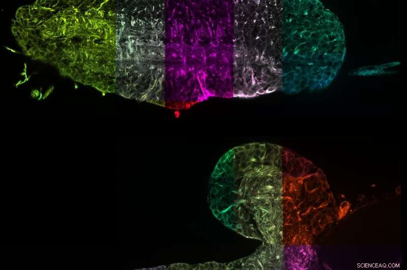 Nanometer-Scale 3D Mapping of the Fruit Fly Larva Nervous System