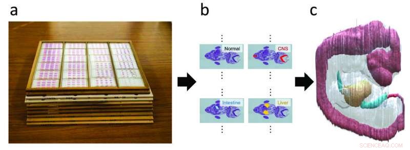 Transforming Histological Slices into Accurate 3‑D Reconstructions