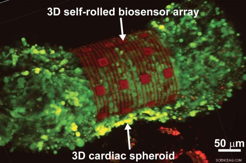 Carnegie Mellon & NTU Researchers Propel Organ‑on‑Chip Tech to Accelerate Drug Development