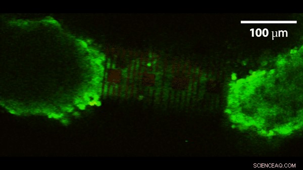 Carnegie Mellon & NTU Researchers Propel Organ‑on‑Chip Tech to Accelerate Drug Development