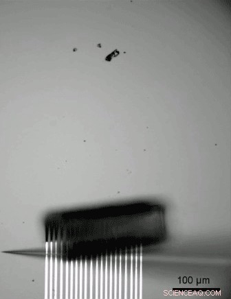 Carnegie Mellon & NTU Researchers Propel Organ‑on‑Chip Tech to Accelerate Drug Development