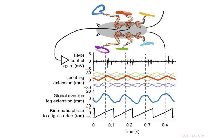 Scientists Harness Cockroach Speed to Stabilize Unsteady Robots