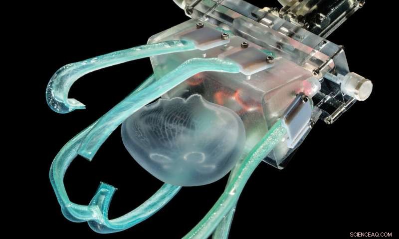 Ultra‑Soft Underwater Gripper Safely Grabs & Releases Jellyfish, Preserving Their Delicacy