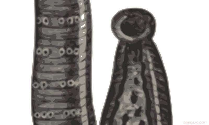 Leech-Inspired Flexible Robot Achieves Wall-Climbing Capability