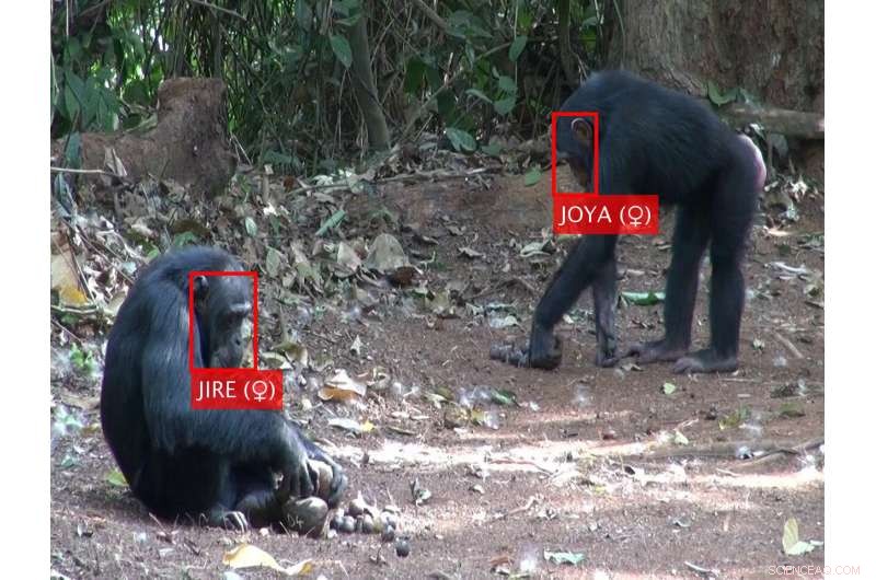 Oxford AI System Identifies Individual Chimpanzees in the Wild