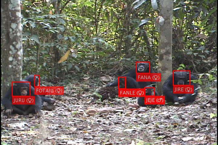 Oxford AI System Identifies Individual Chimpanzees in the Wild