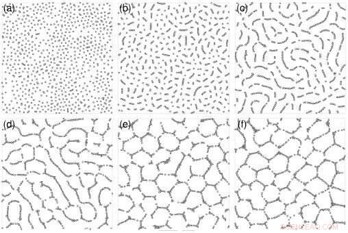 Nature’s Stunning Performances Could Inspire Next‑Gen AI