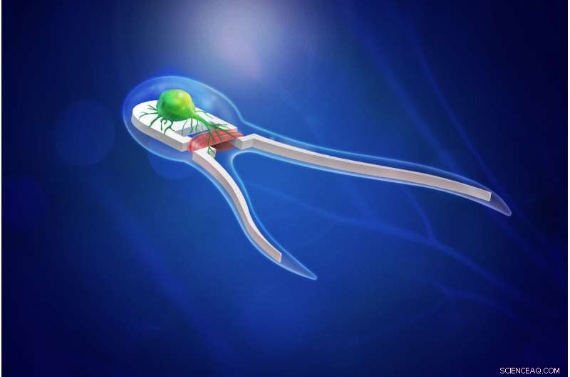 Microscopic Biohybrid Robots Propel Forward Using Muscle & Nerve Power