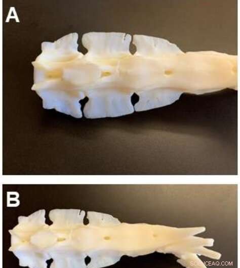 University of Virginia Introduces Tunabot: The First Robotic Fish That Can Match a Tuna s Speed