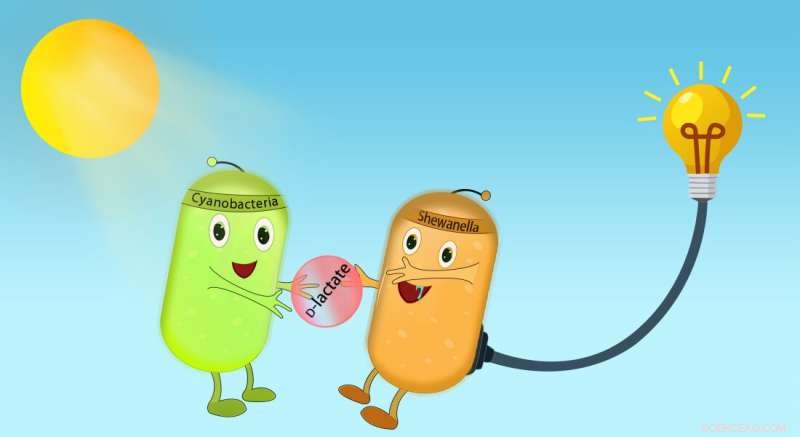 Innovative Biophotovoltaic System Harnesses Dual‑Microbe Consortium to Generate Clean Energy