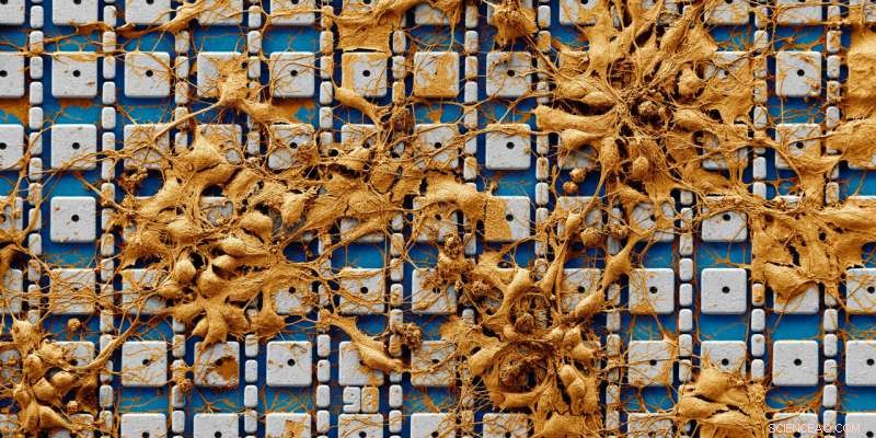 Nanoelectrodes Record Thousands of Connected Mammalian Neurons Inside the Brain