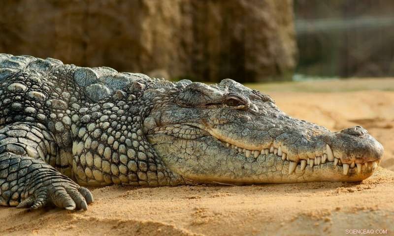 CrocSpotter AI: Advanced Detection Powered by AWS and UTS Research