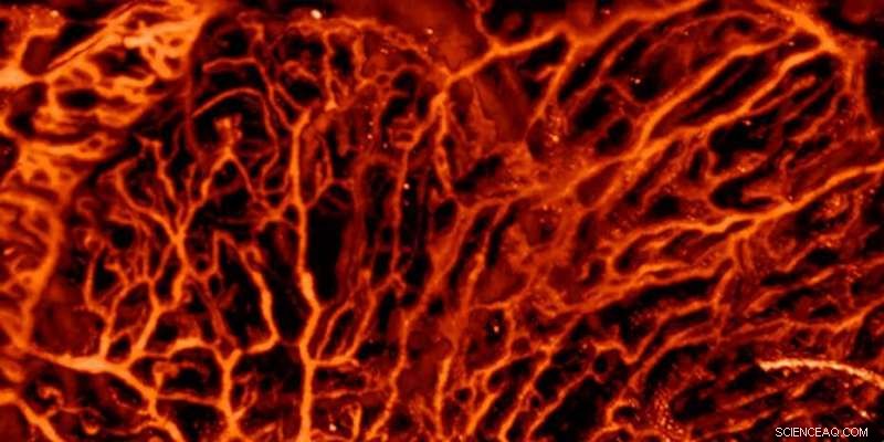 AI Enhances Precision in Biomedical Imaging