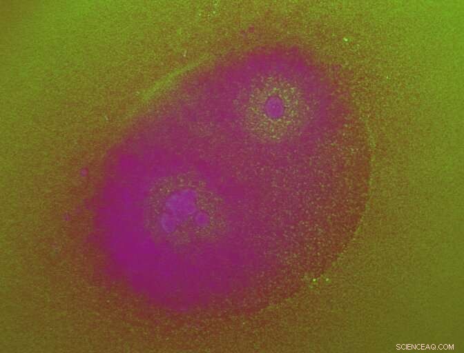 AI-Driven Model Accurately Forecasts Biological Circuit Dynamics