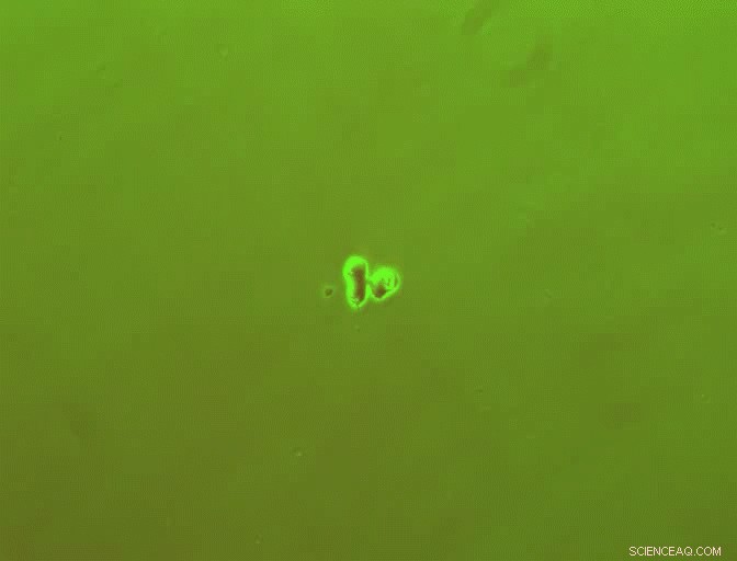 AI-Driven Model Accurately Forecasts Biological Circuit Dynamics