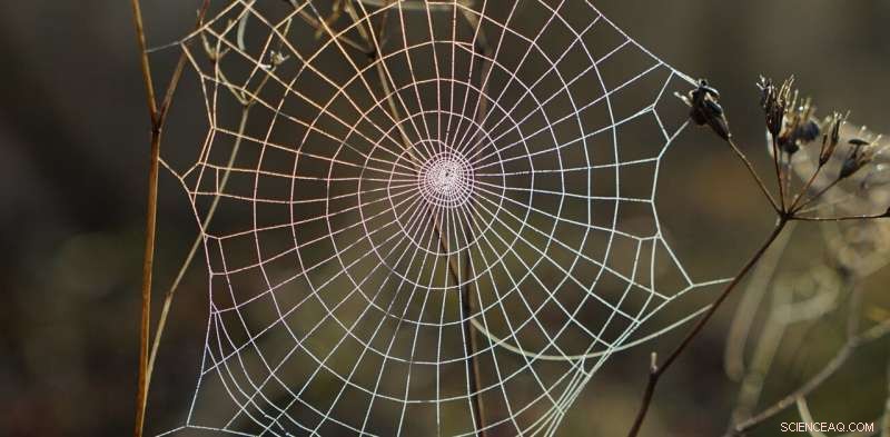 Protecting the Internet: Combating Domain Name Fraud