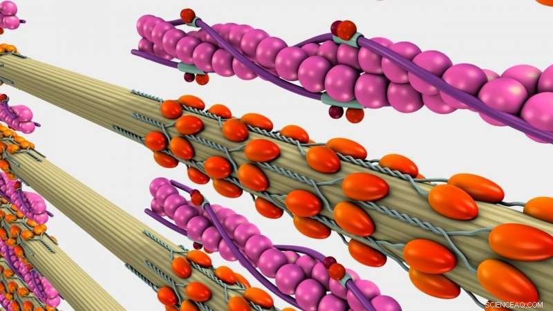 Army’s Bio‑Inspired Research Could Boost Battlefield Robot Effectiveness