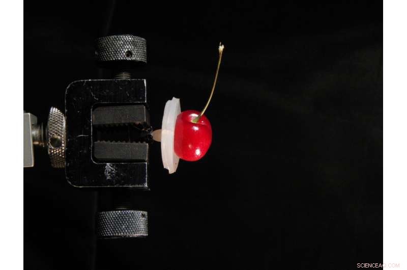 Clingfish Biology Inspires Advanced Suction Cup Design