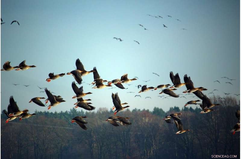 Designing and Strategically Placing Wind Turbines to Protect Avian Life