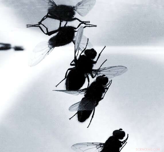 Comprehensive Study of Fly Landing Mechanics Paves Way for Advanced Robotics