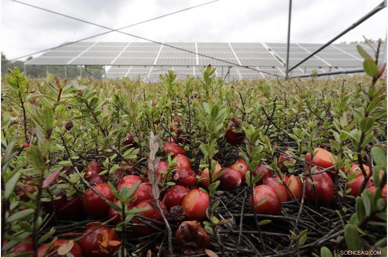 Cranberry Farmers Plan Solar Panel Installations Over Bogs to Diversify Income