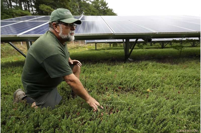 Cranberry Farmers Plan Solar Panel Installations Over Bogs to Diversify Income