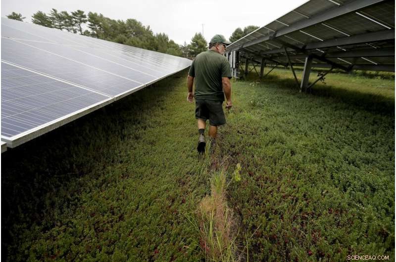 Cranberry Farmers Plan Solar Panel Installations Over Bogs to Diversify Income